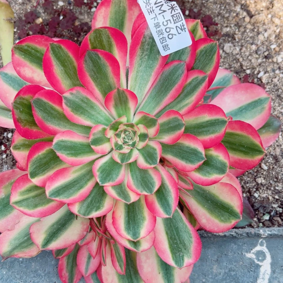 香妃多肉植物566