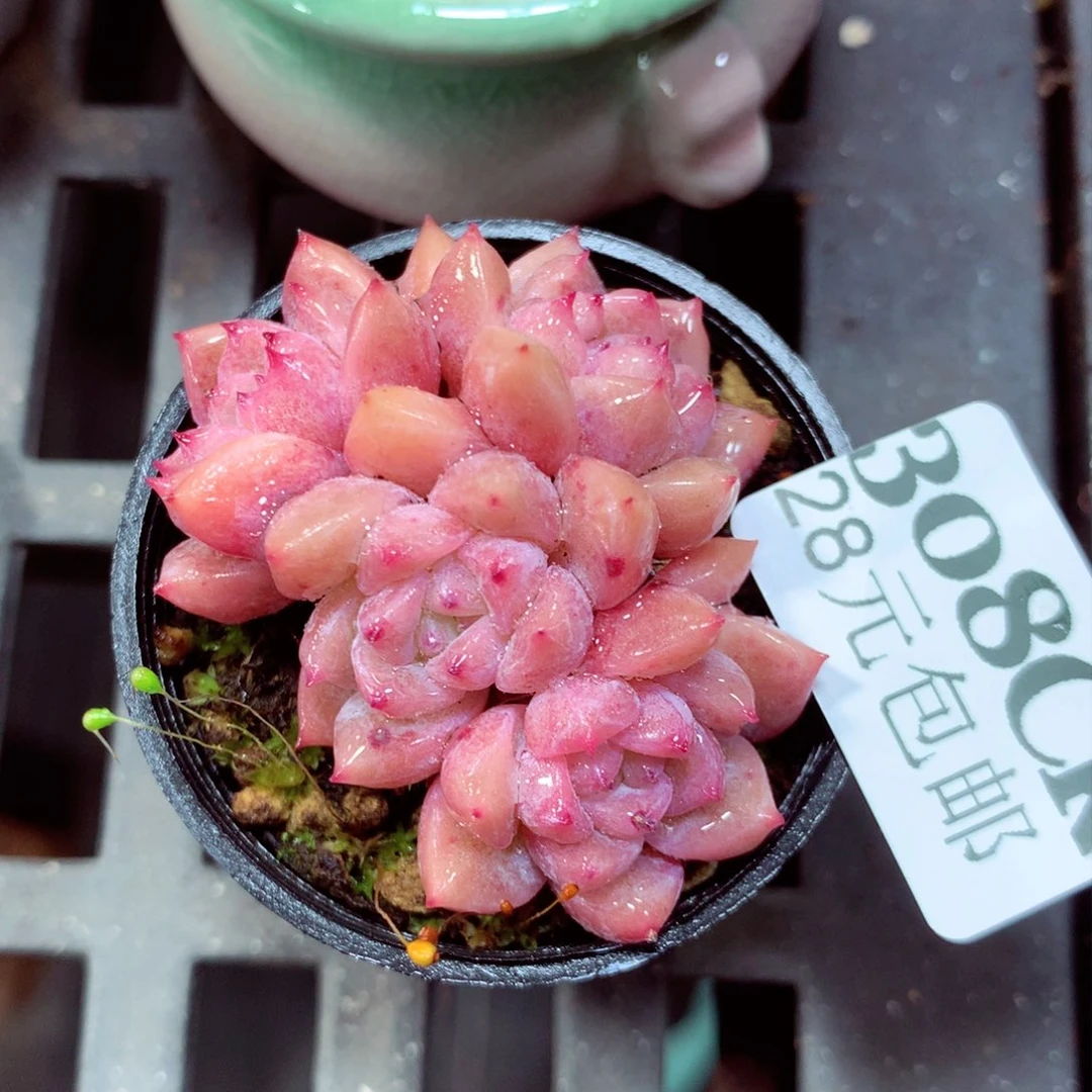 5厘米盆精控多肉308