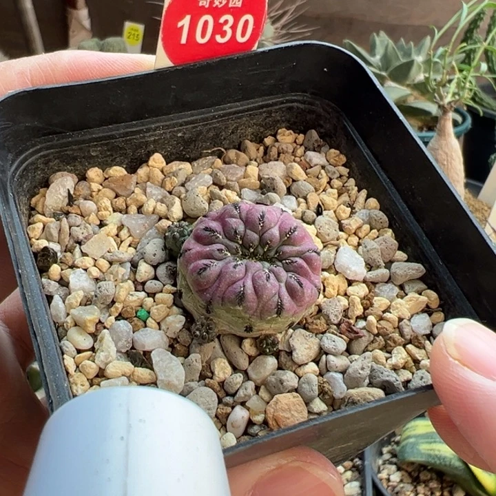 自根带崽紫丽丸一棵