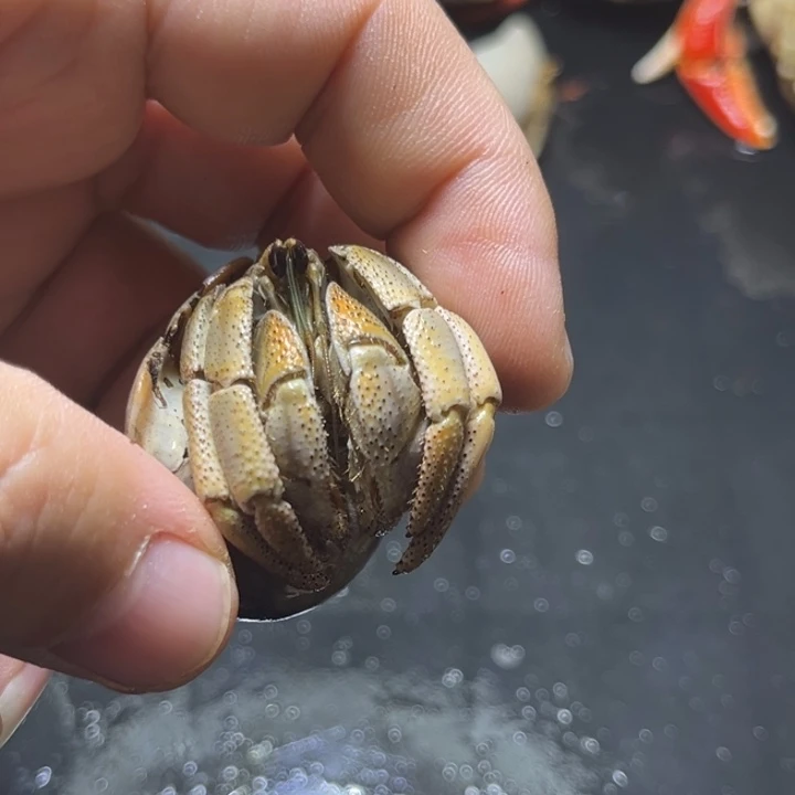 澳瓜2.4口径需要拍加热包