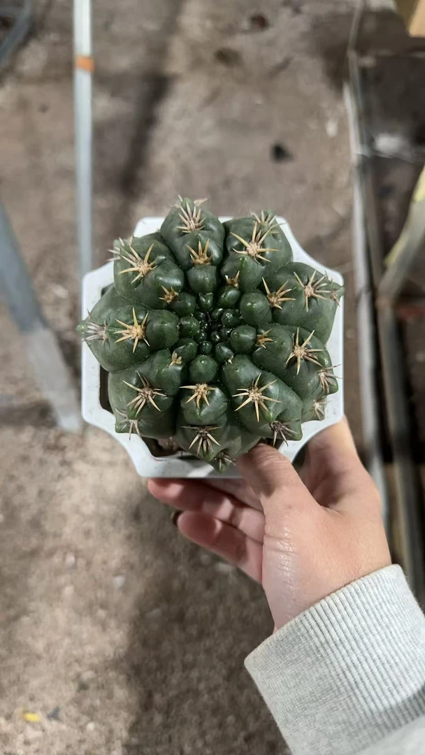 满十八元包邮【大海王8-10公分】