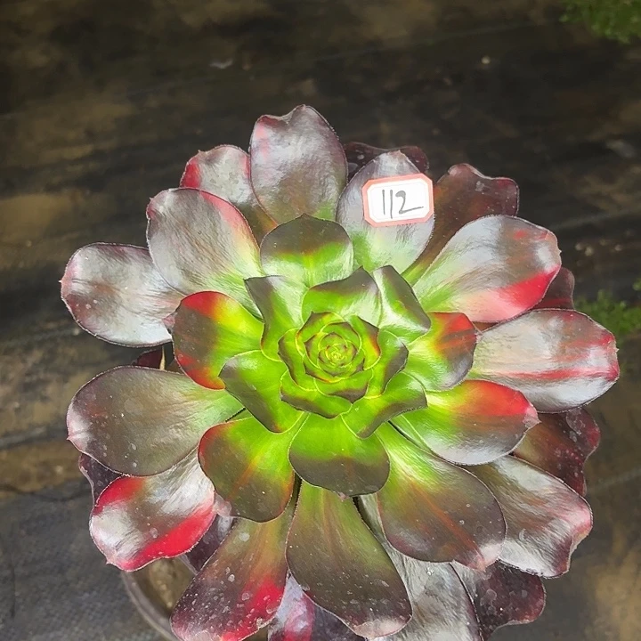 巫毒七彩长腿单头112多肉