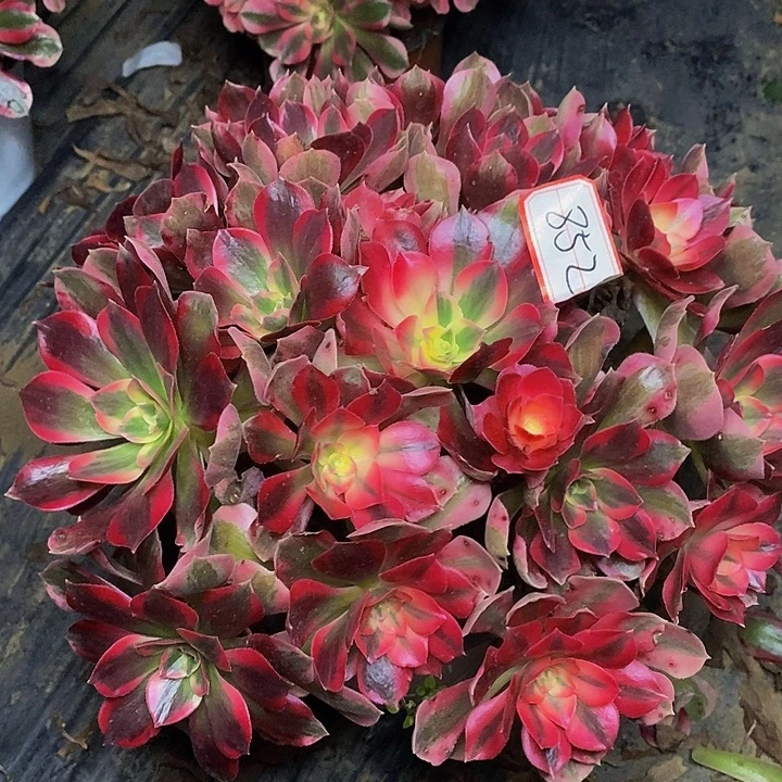 布加迪老桩捧花852号