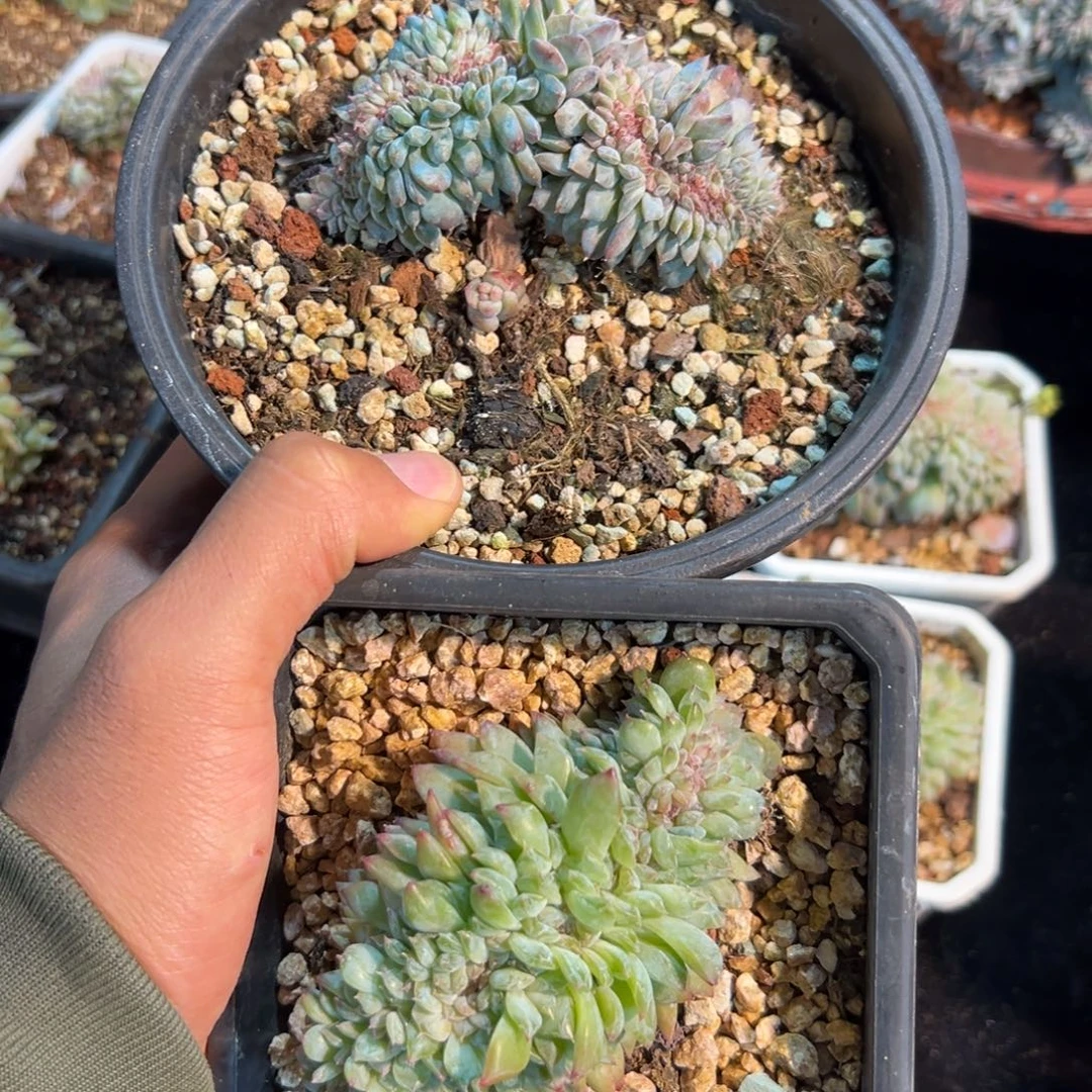 新年快乐 新年快乐