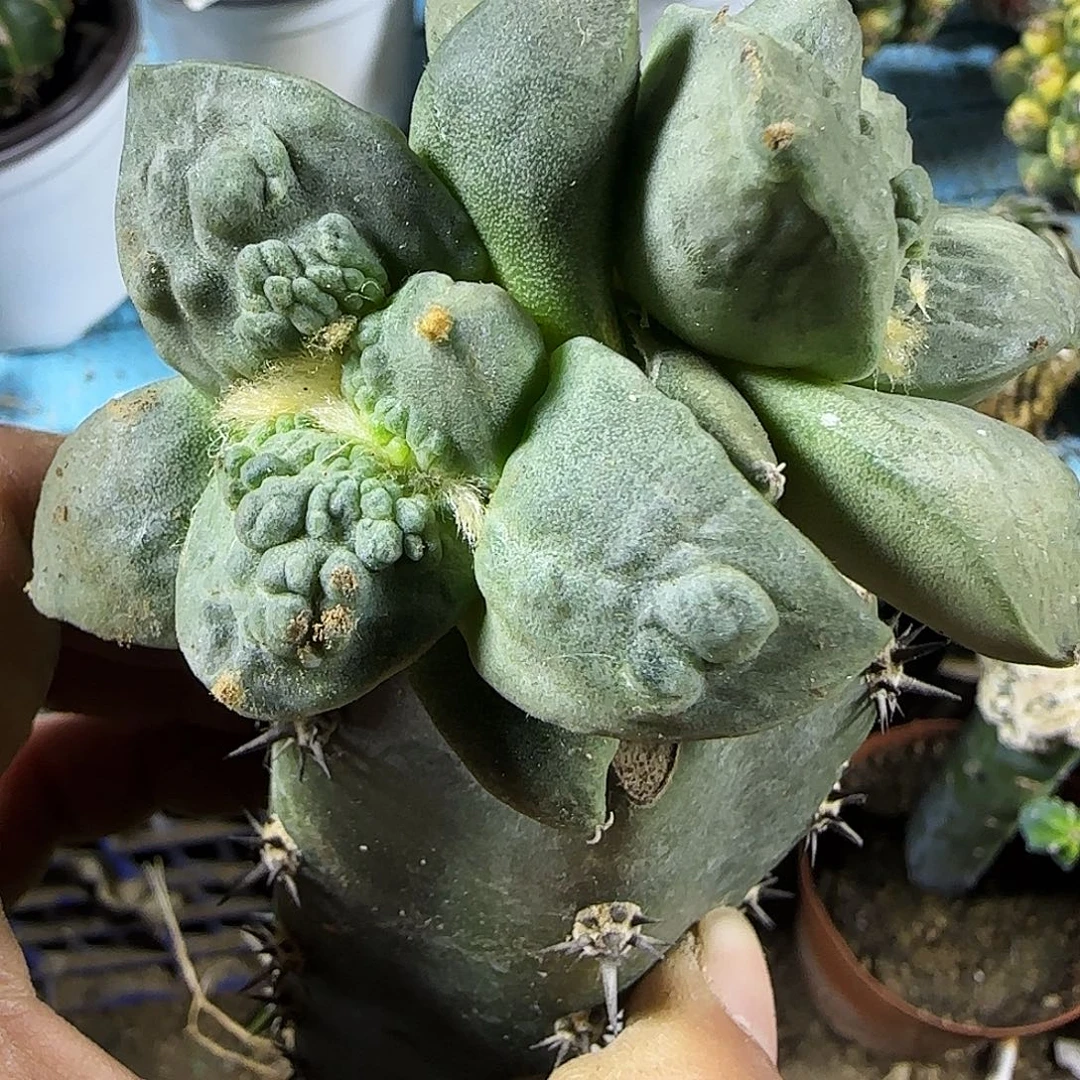 双头怒涛347仙人球开花