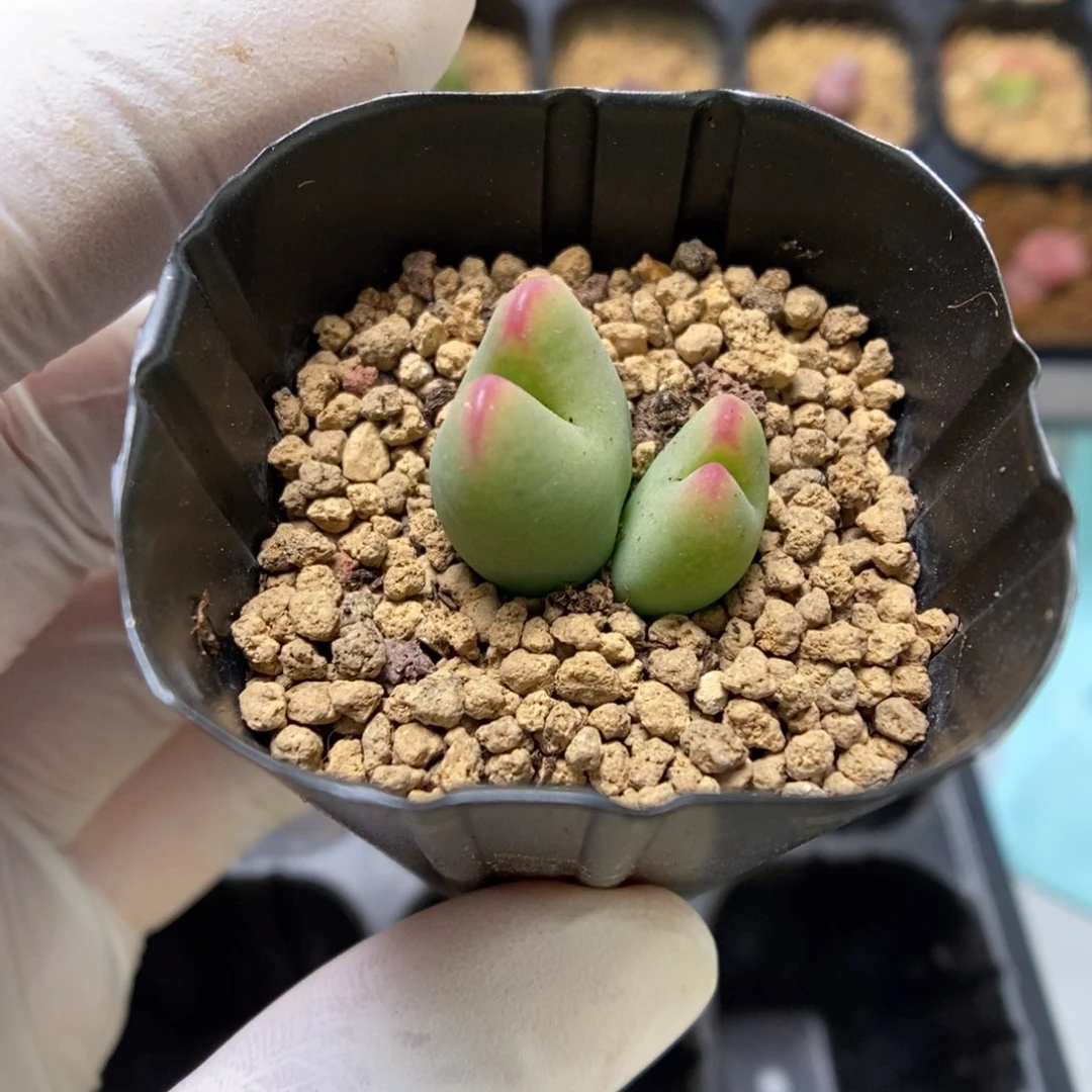 多肉植物肉锥杂交K-3387