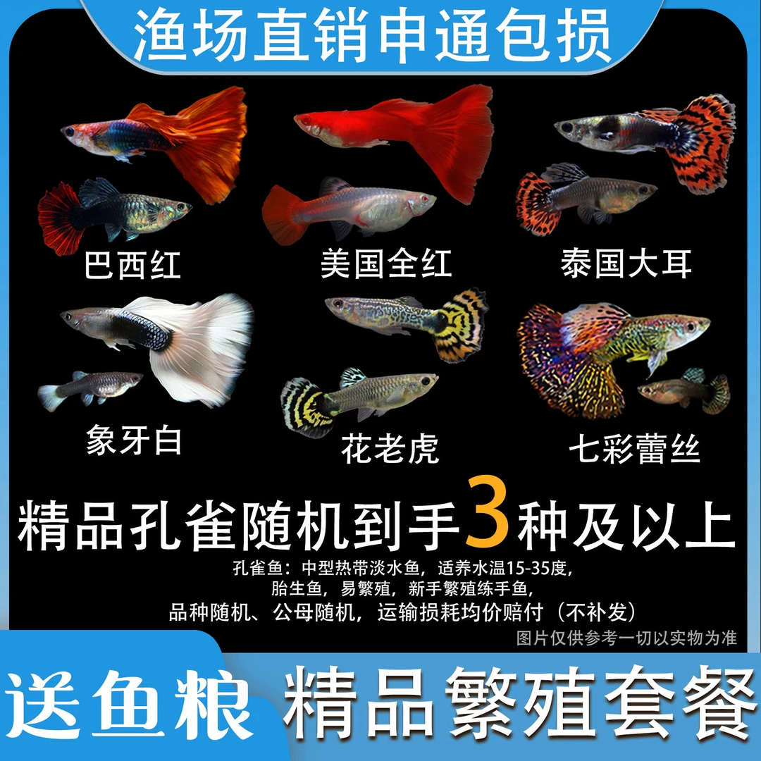 【精品孔雀随机3种或以上】巴西红随机公母美国全红花老虎象牙白等