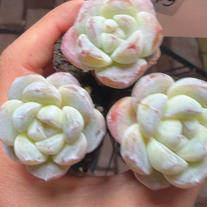 549冰墩墩冰玉拍一颗发三颗