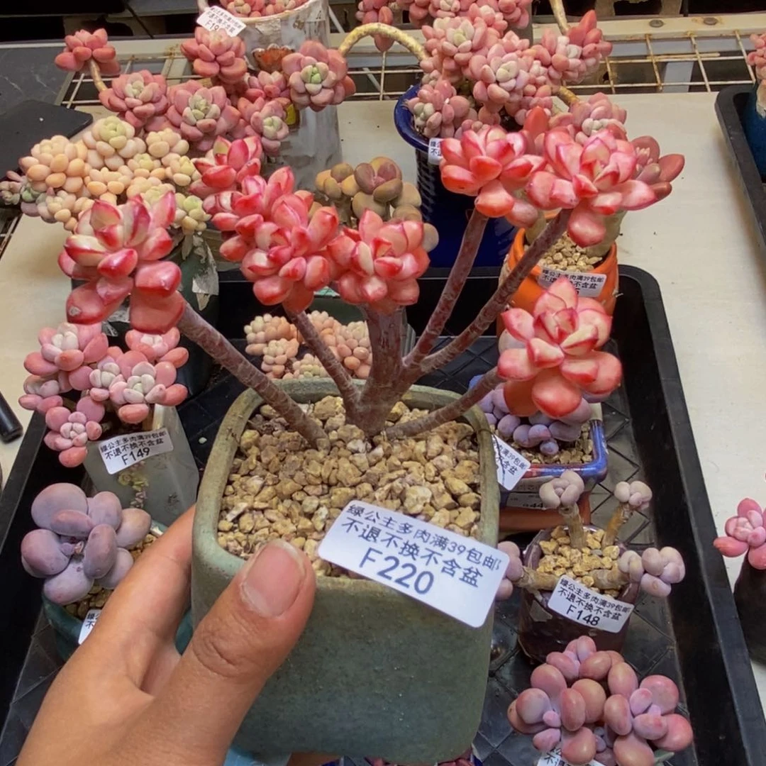 220探戈缀多肉有断枝