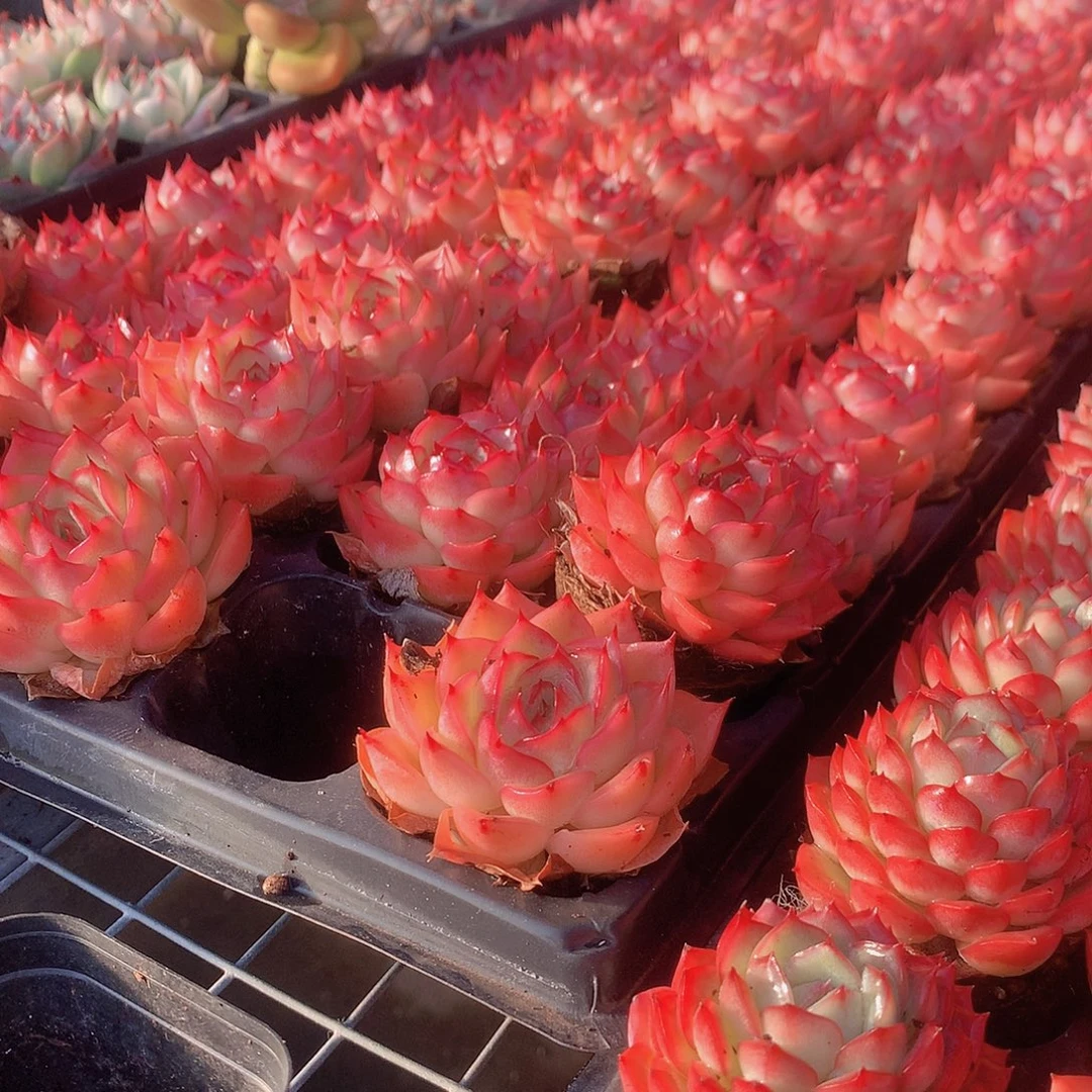 侧影3颗00000000000000