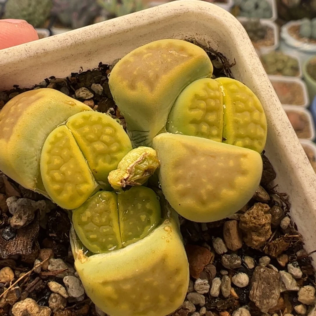 041多肉植物百科