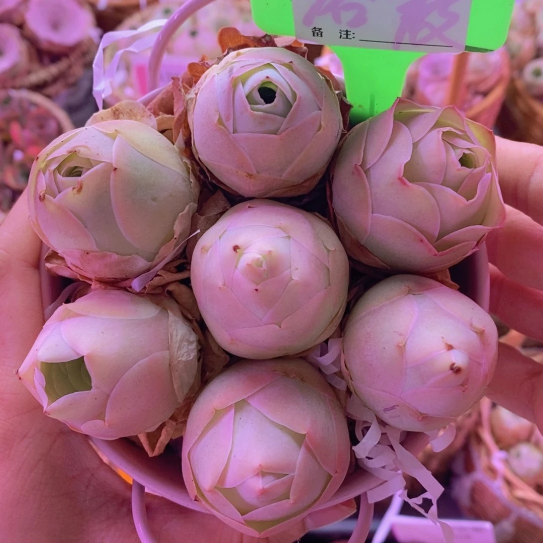 D265山地玫瑰一物一拍花桶