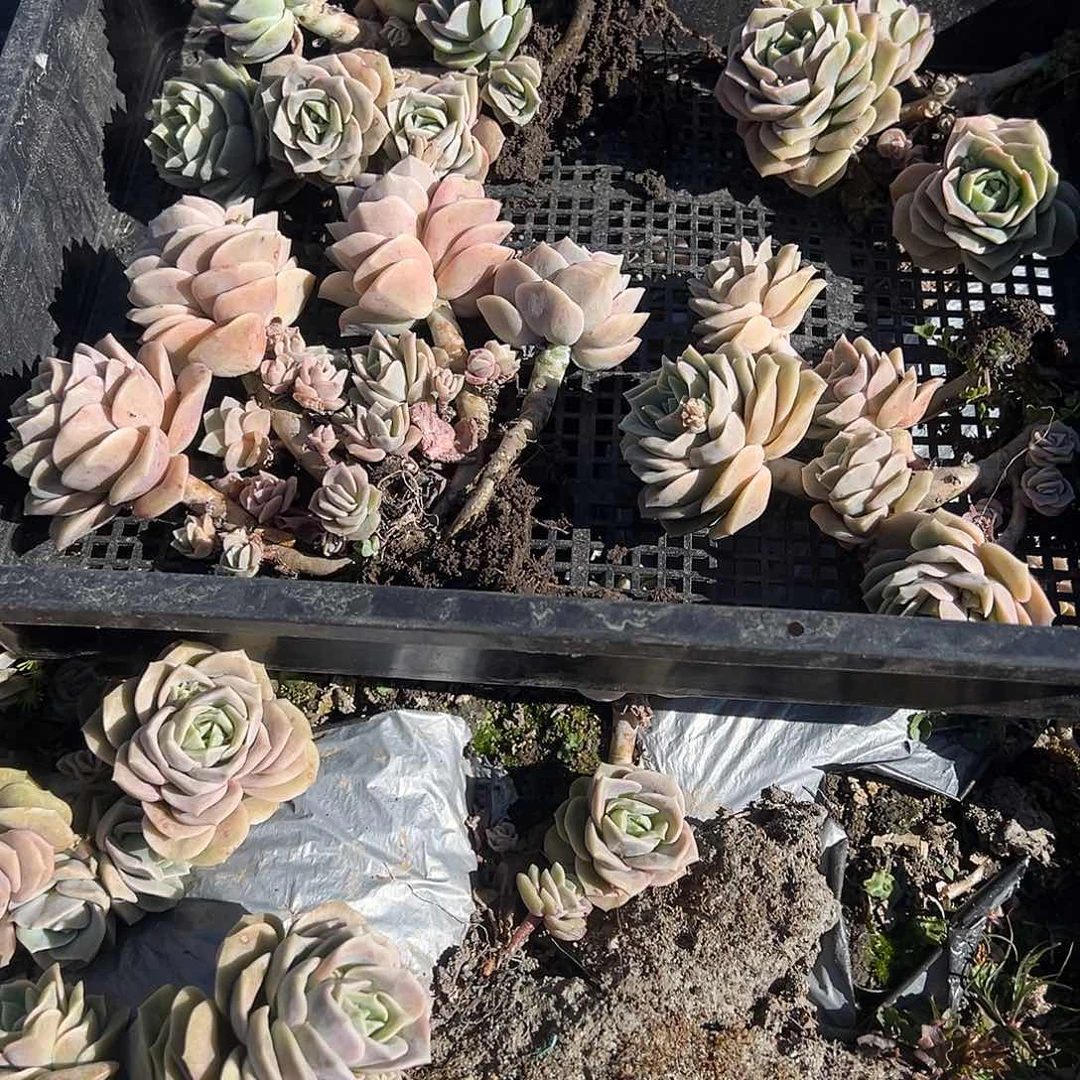 木****700不售后4颗