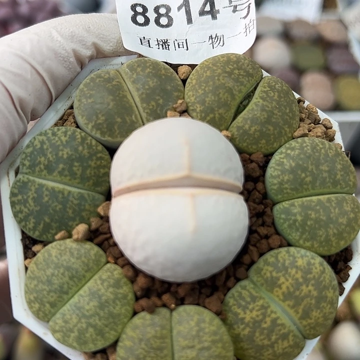 8814 好养易活生石花大母本