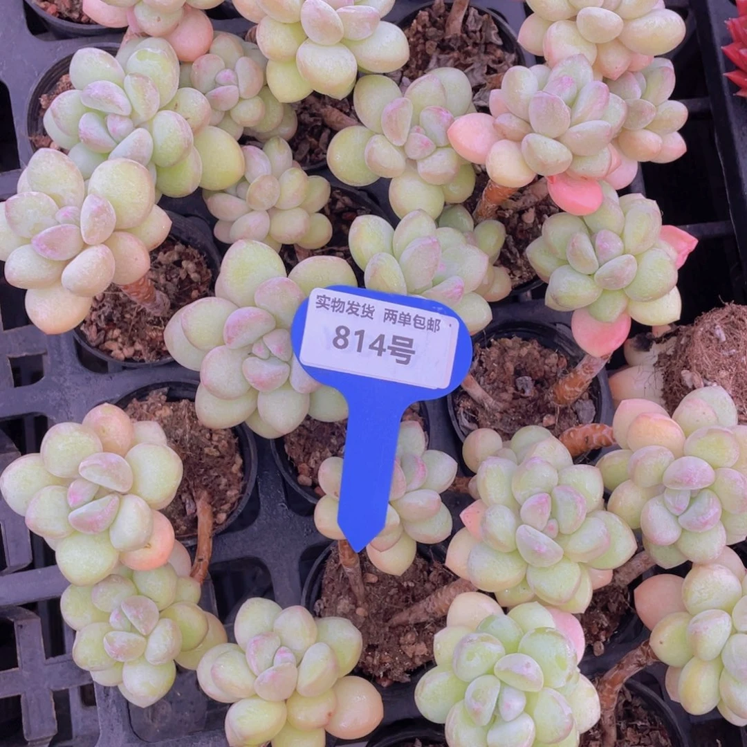 814号泡泡糖老桩高桩双头一个