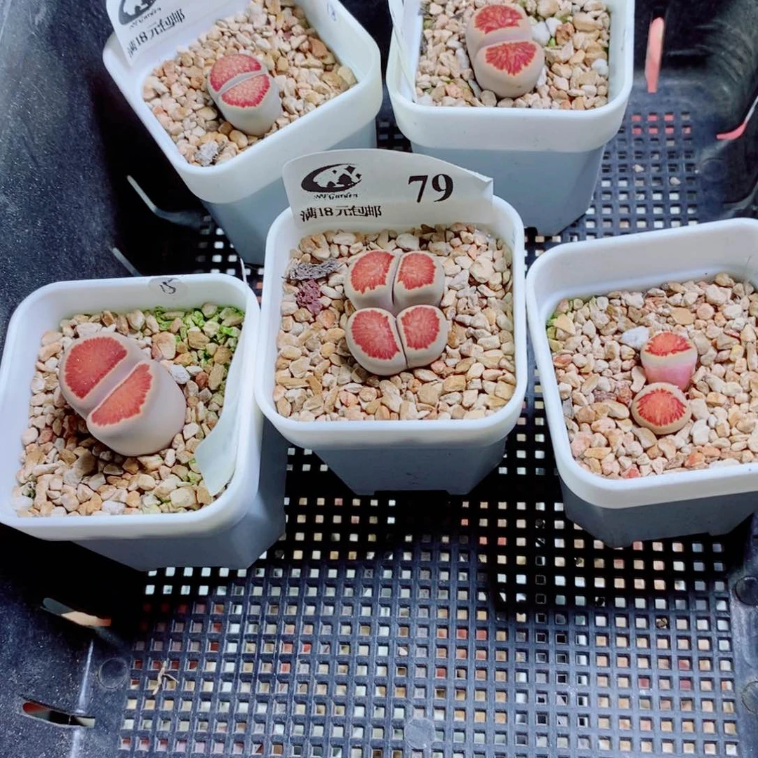 布***4其实哈哈哈哈哈哈哈哈哈哈105