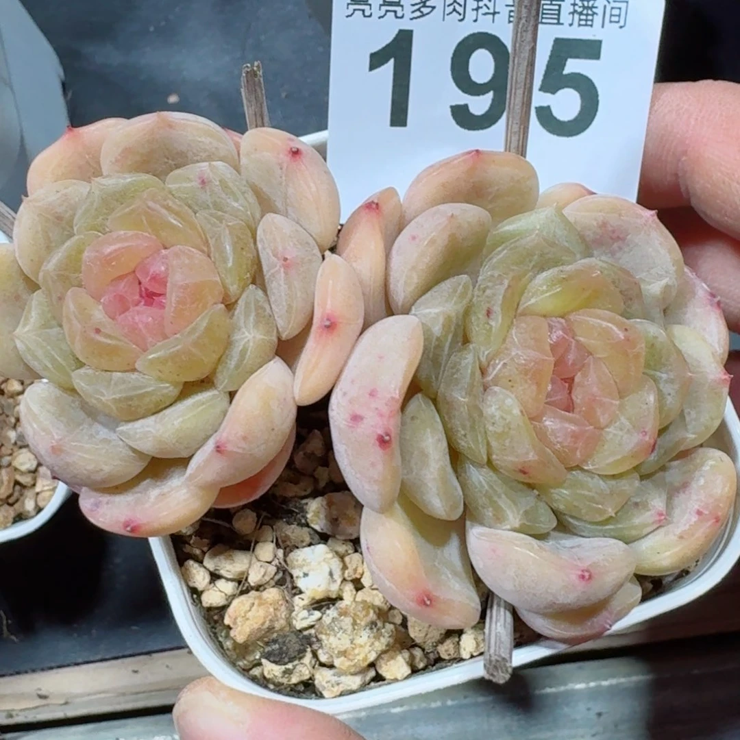 白色恋人双头老桩