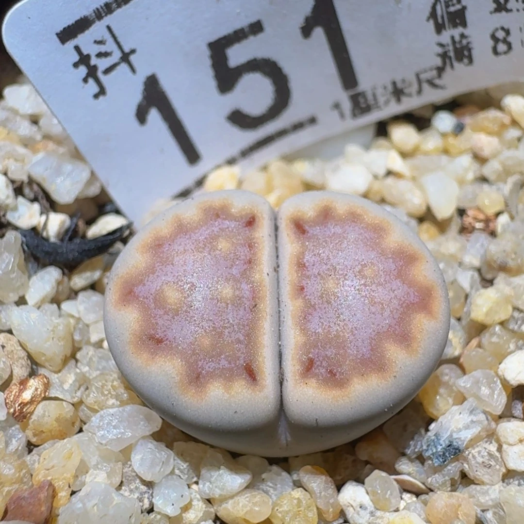 Ssss精品生石花151