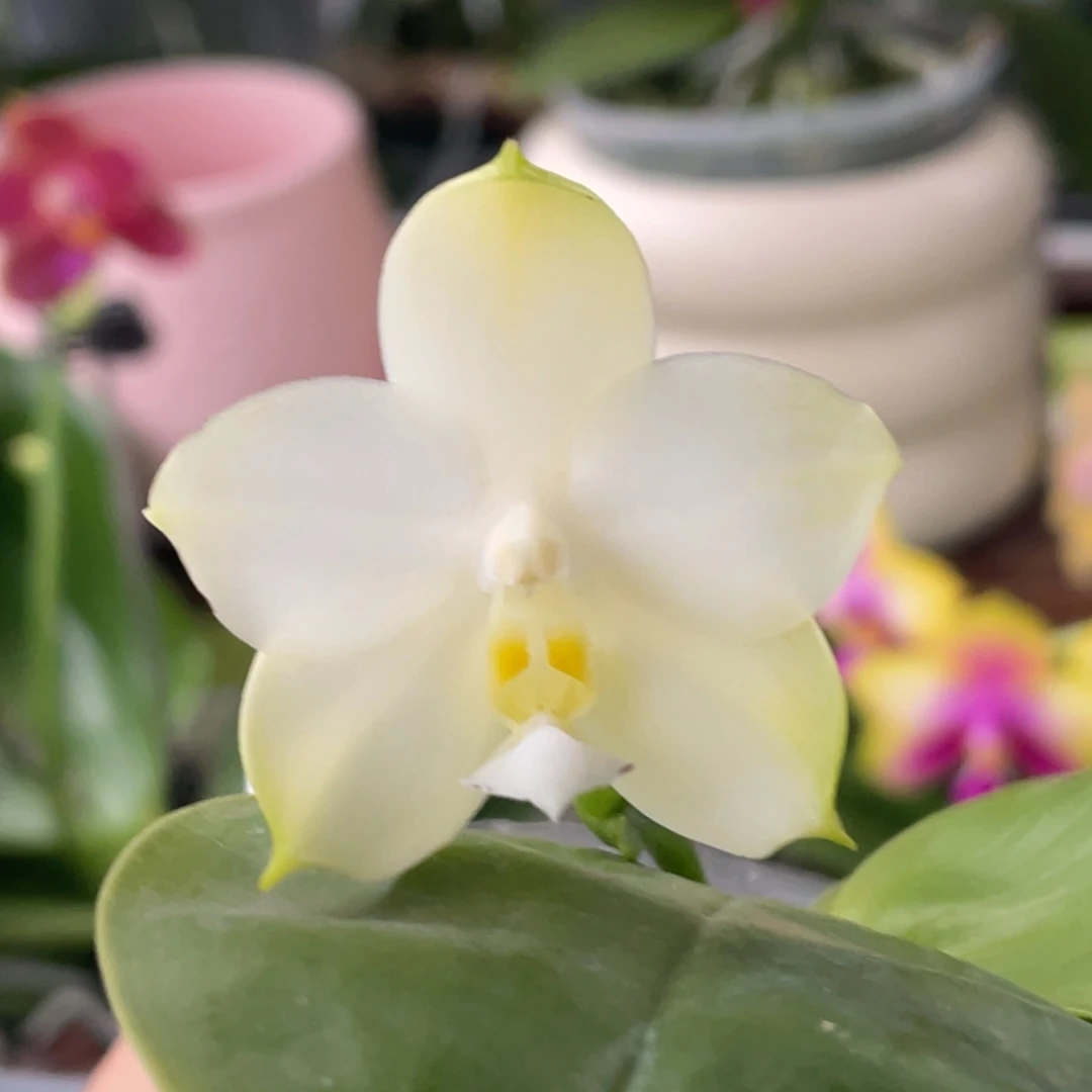 完全开放白狗，浓香