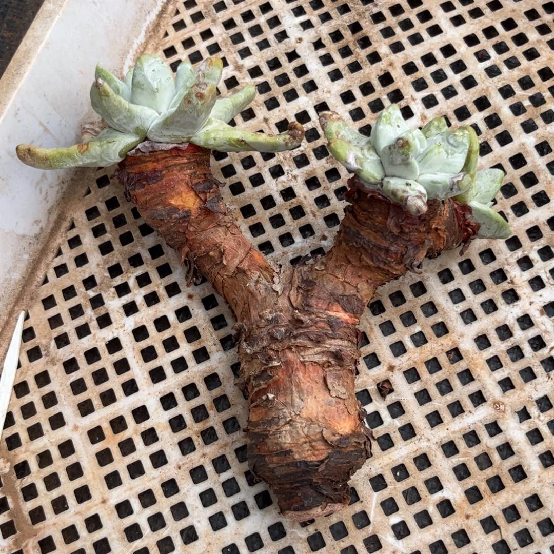 拇指，仙女杯多肉。