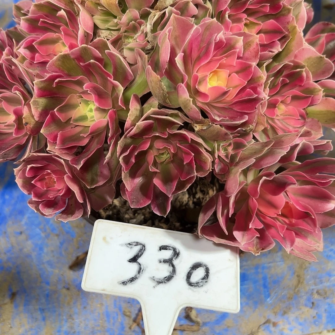 多肉植物粉女巫法师330