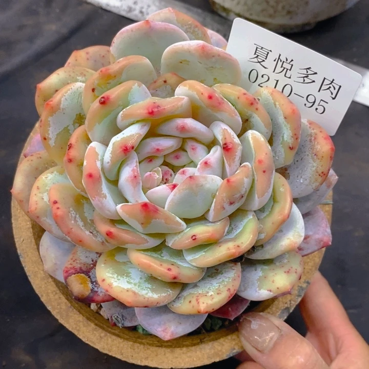 夏悦多肉0210-95雪天使