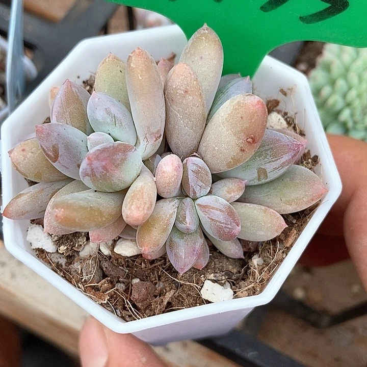 多肉植物韩版灰姑娘3135