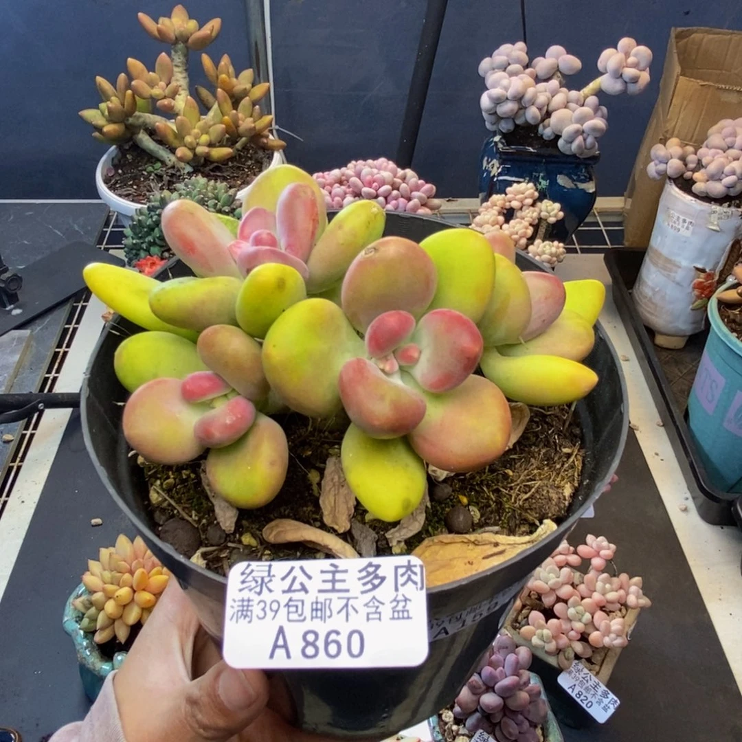 860芒果奶多肉10cm