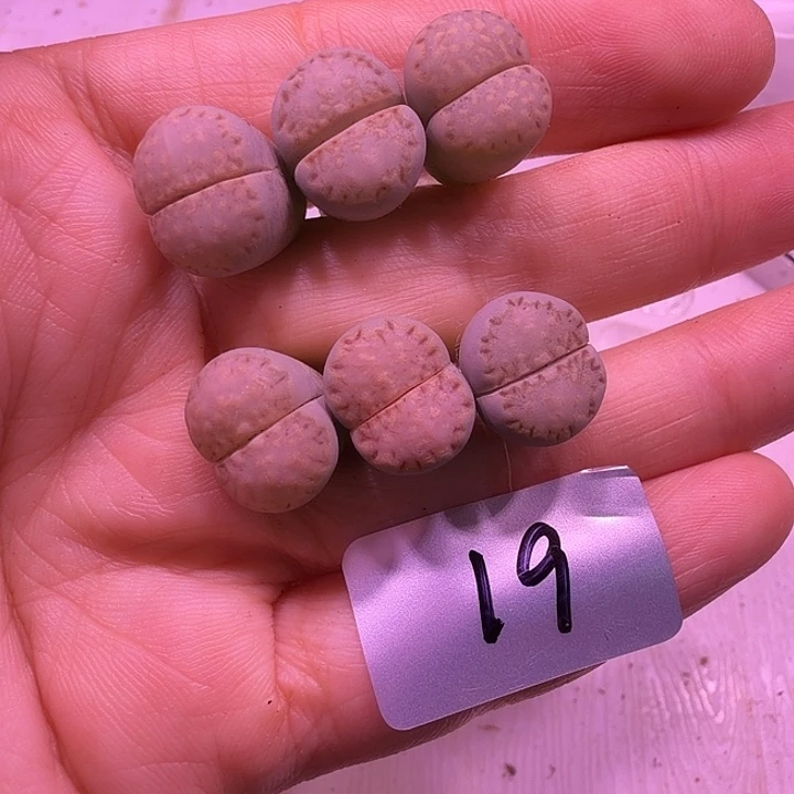 19号，优选好看的饼干6颗一组福利