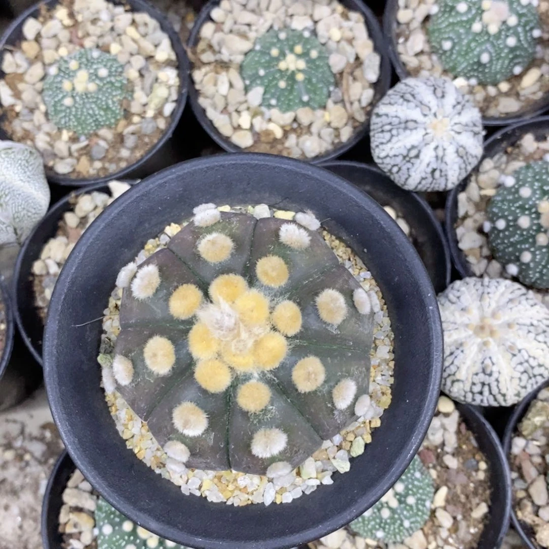 奕***6仙人球等多种游戏