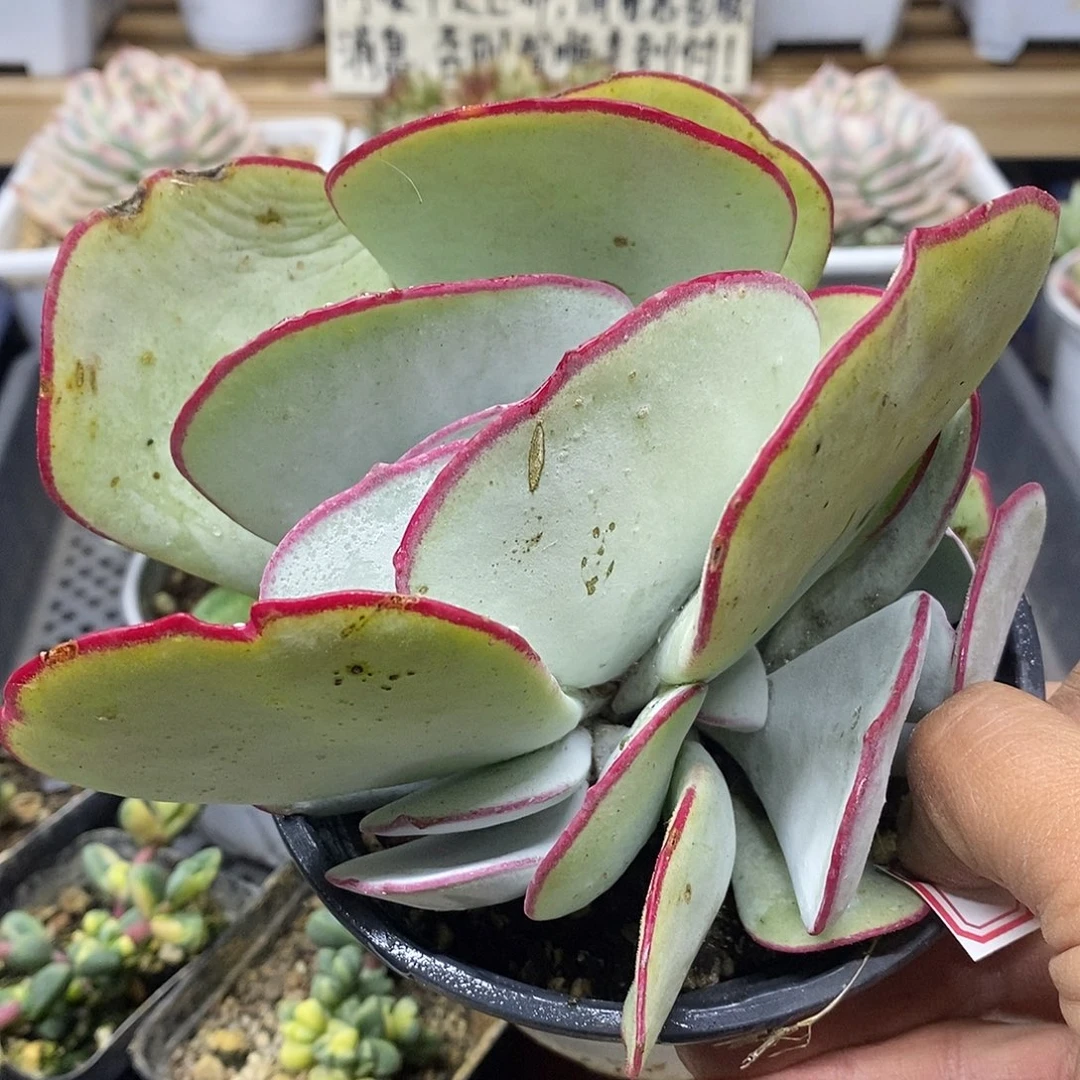 1315 大白眉自然群