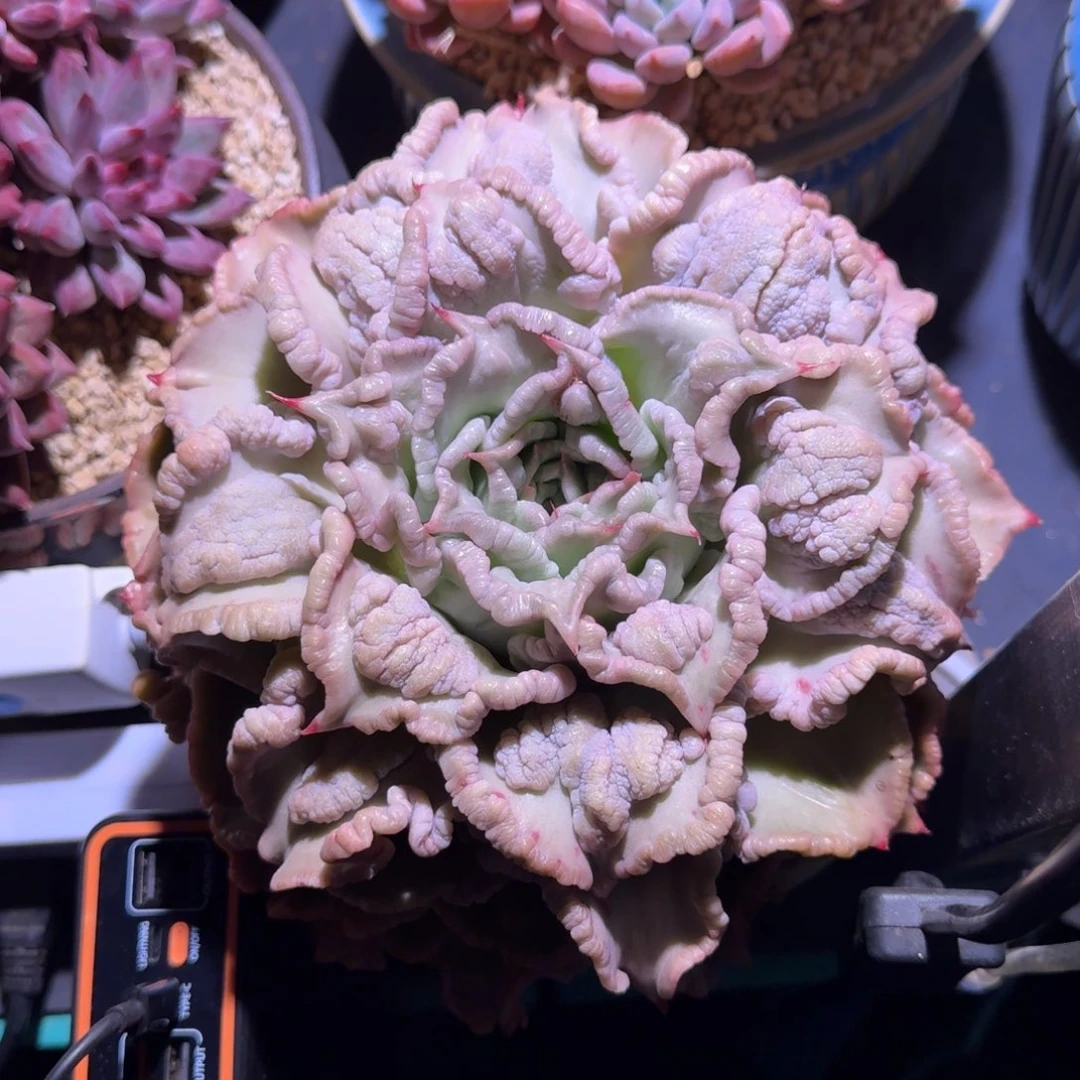 饺子皮 单头  一物一拍