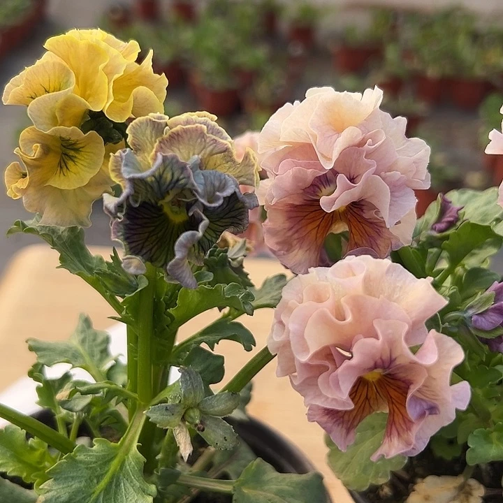 红陶抖音直播闪拍58