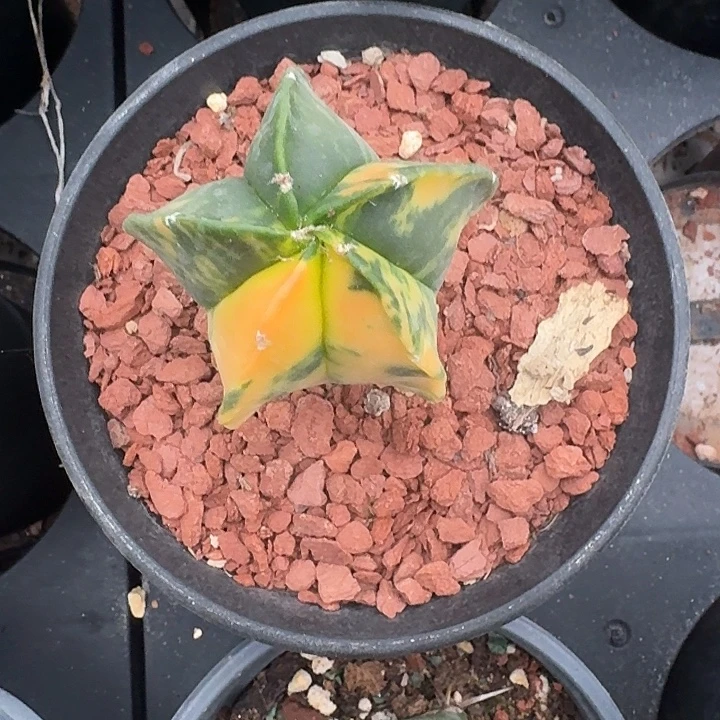 实生鸾凤玉锦脱土发货