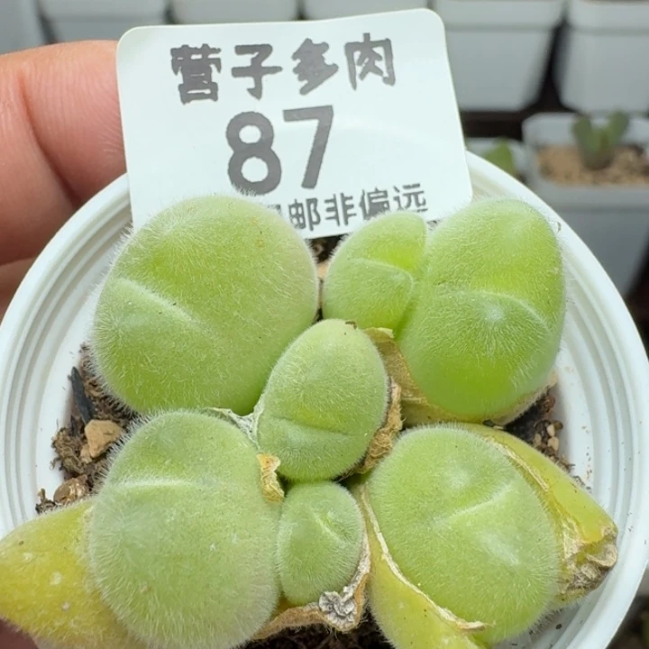 长毛翠带盆土。