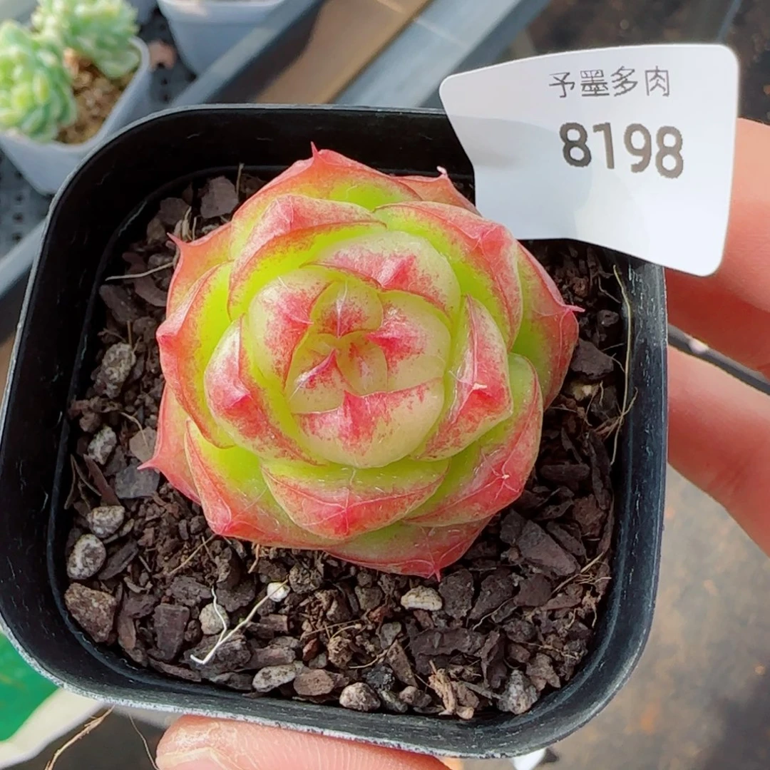灵宝珍妮，8198多肉植物