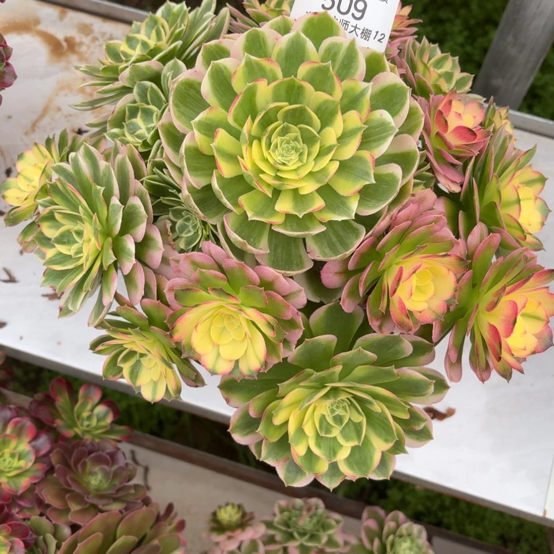 509海王多肉植物法师多肉