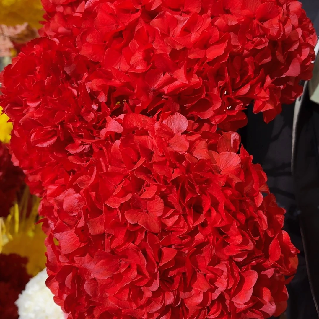 永生大叶绣球1枝 正红