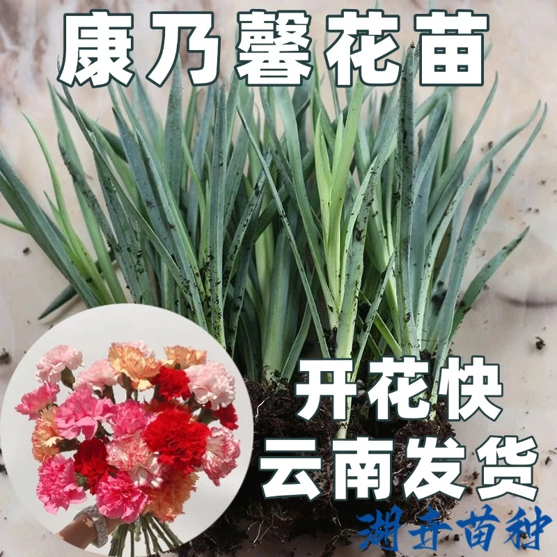 康乃馨韭菜花苗原土发货重瓣特大花卉高杆品种母亲节云南直发庭院