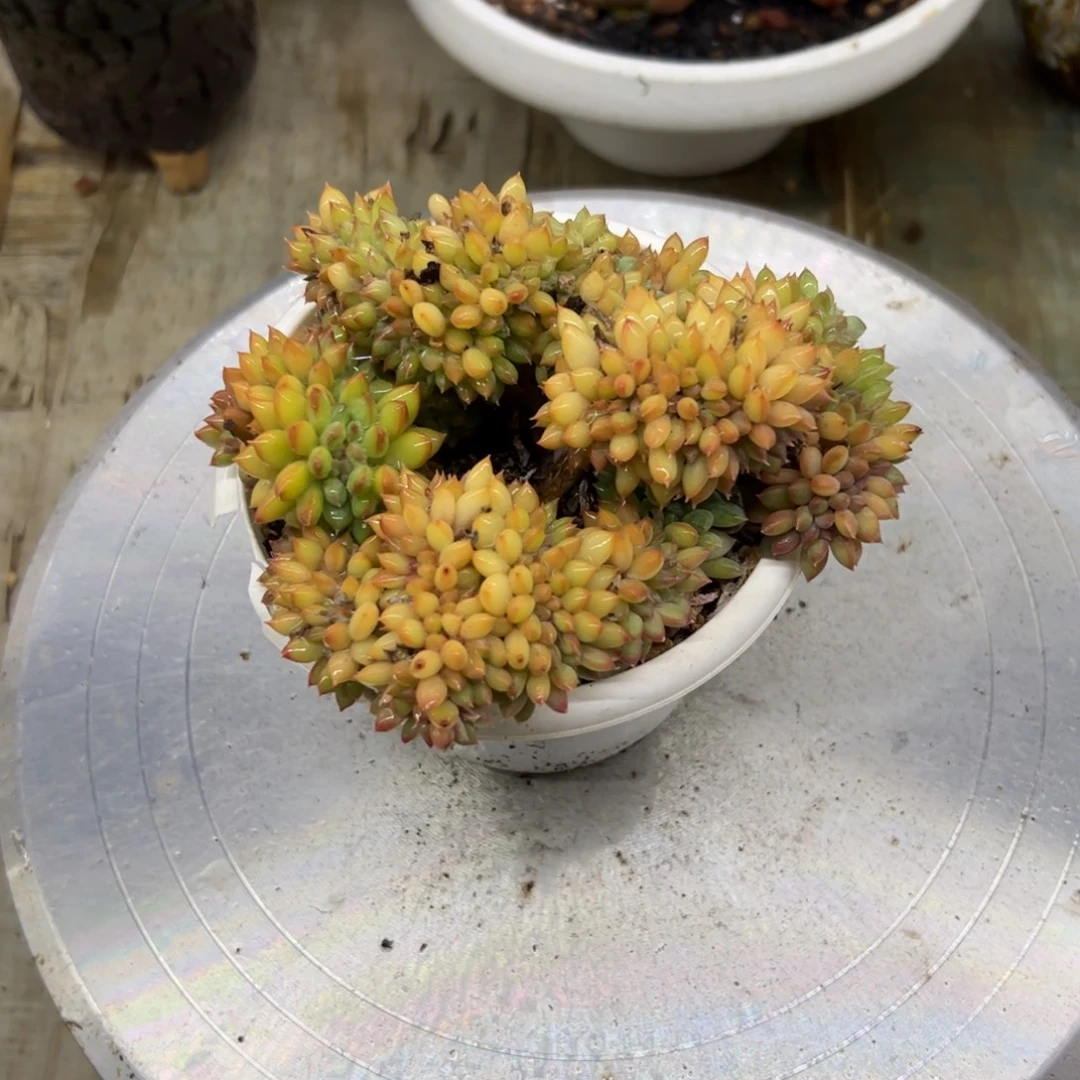冰淇淋18 零零多肉植物