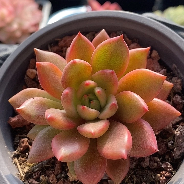 红酒锦红锦多肉植物