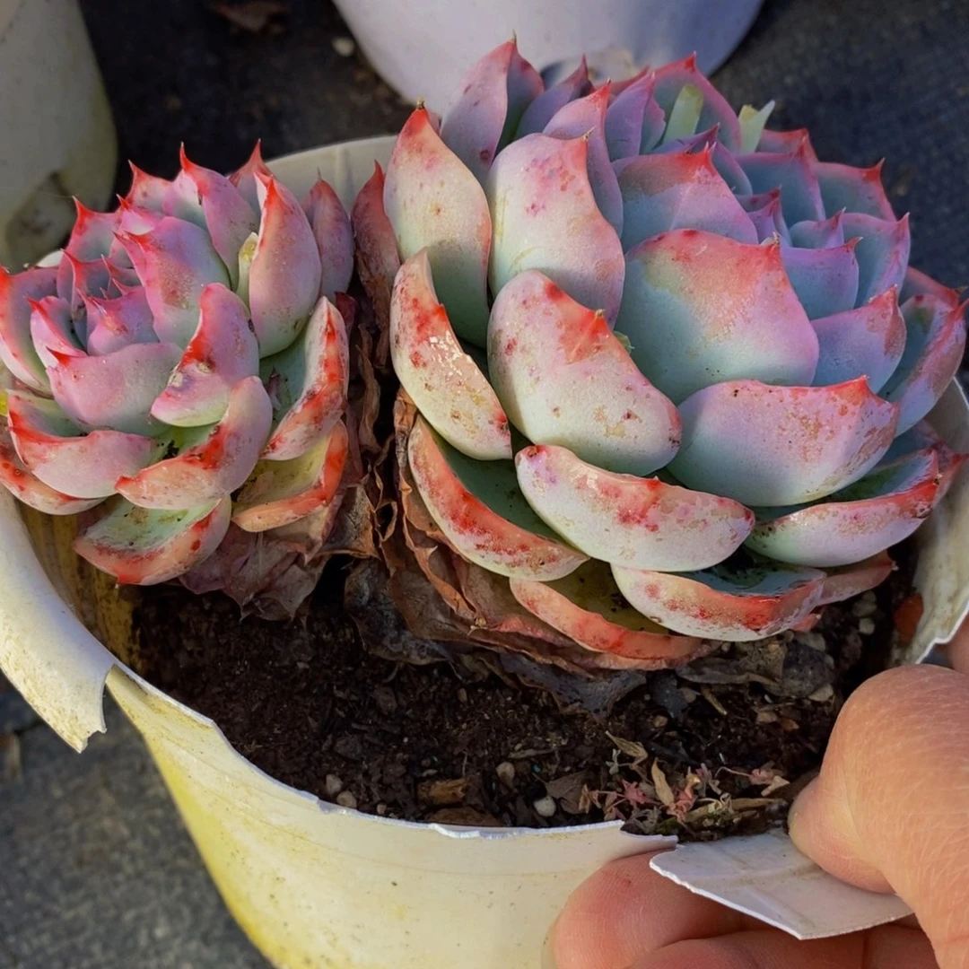 侧影双头群生多肉