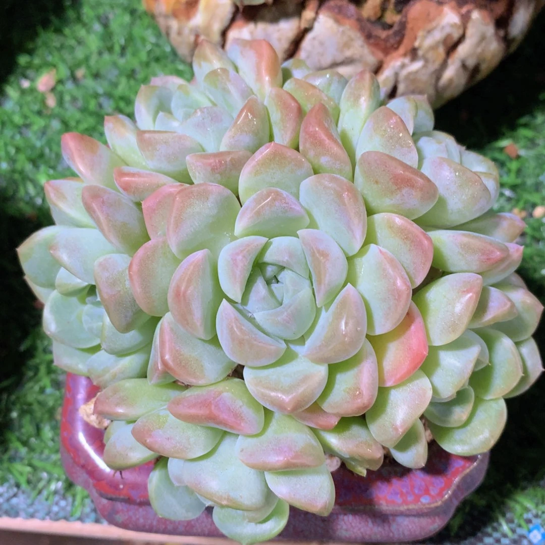 奶油美人11 公分一物一拍