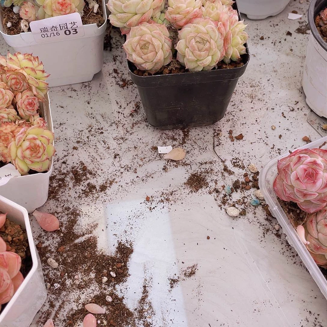 000000000000000002量拍