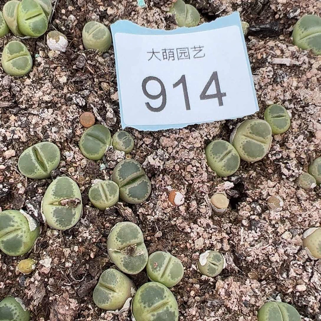 0000914量拍MG1810.26莉迪亚小雀斑风铃1颗