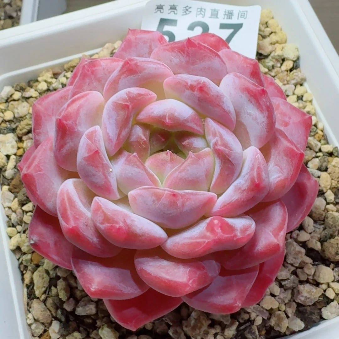 紫魄      愿你一路坦途，乘风破浪展宏图