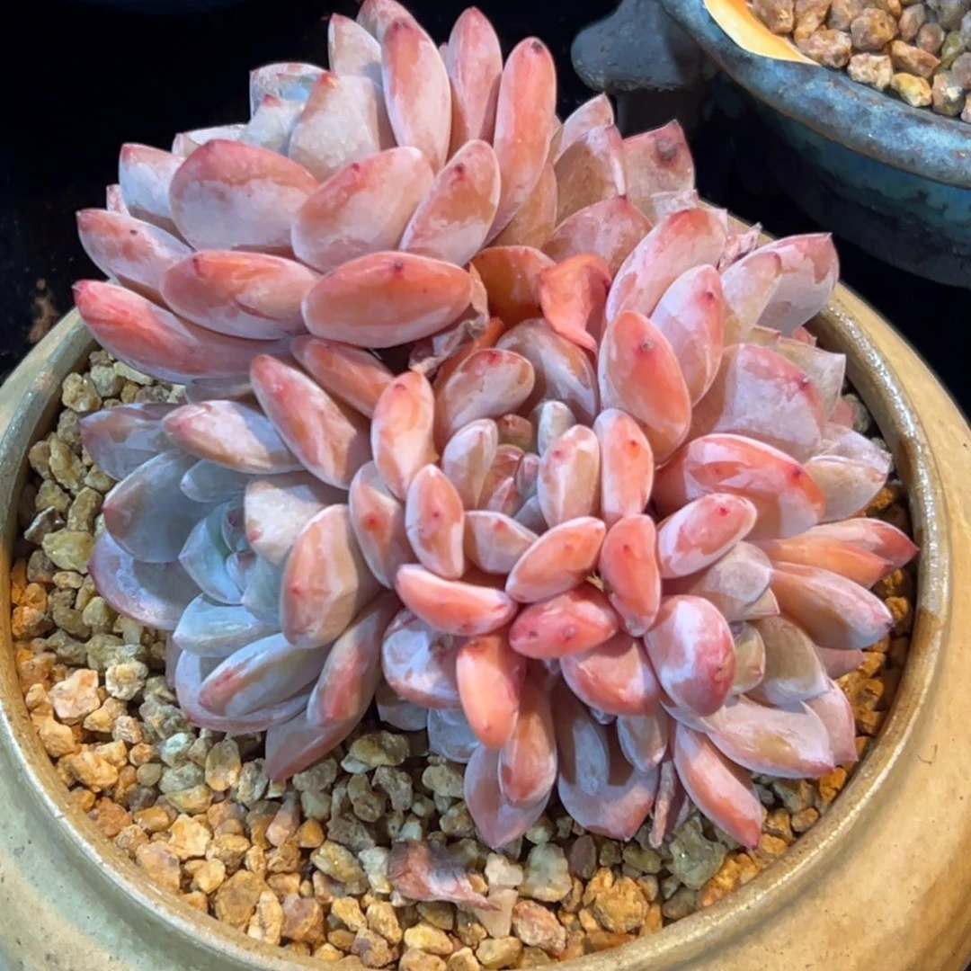 新年快乐 新年快乐