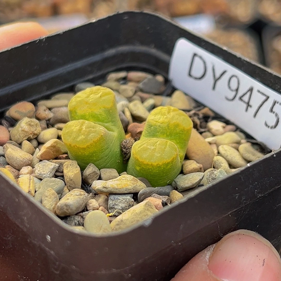 18包邮一物一拍风铃9475磁铁