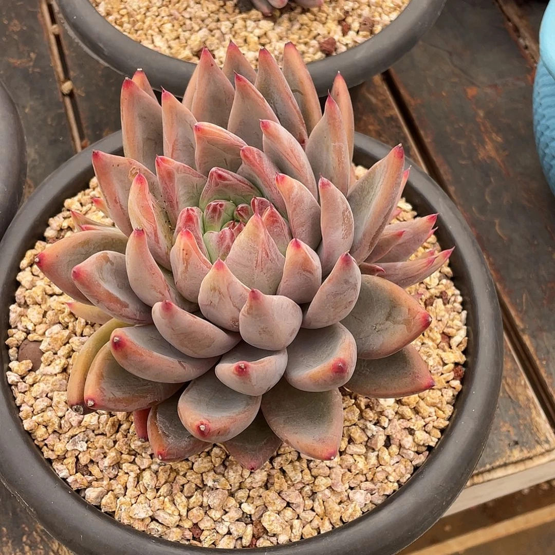 云***云多肉植物一物一拍