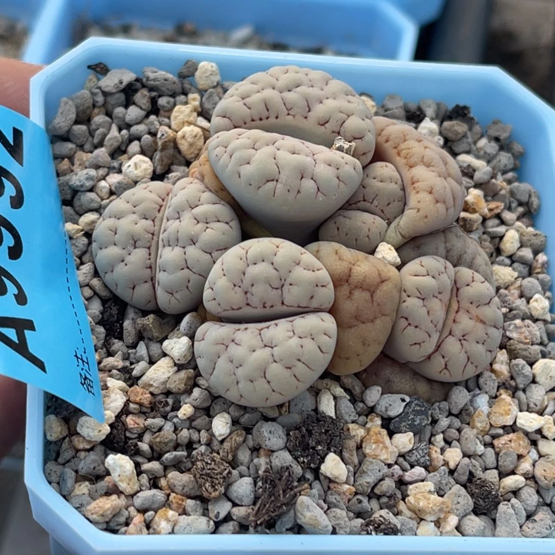 9992五头荒玉群一颗